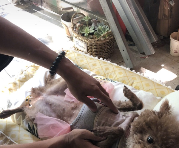 DIY狗窝教程，简单又省钱，狗狗：我的主人最优秀！