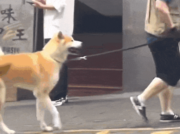狗狗新闻：这些小狗拥有超能力！