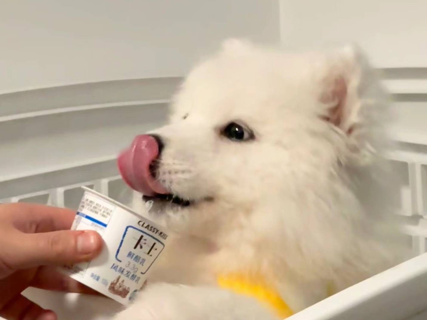 普安特宠物药科普：狗狗也可以吃酸奶！但正确的喂食方式你知道吗
