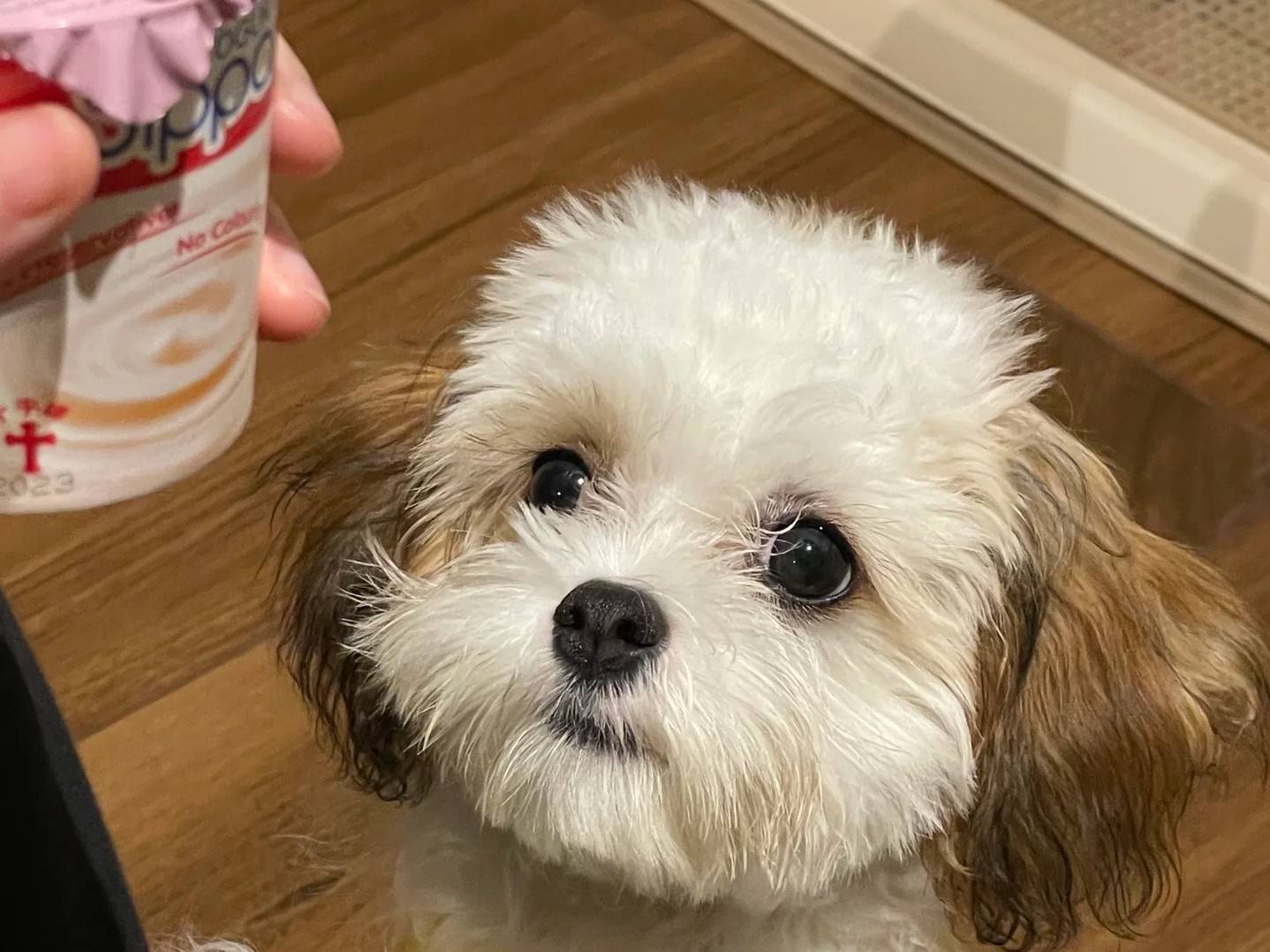 普安特宠物药科普：狗狗也可以吃酸奶！但正确的喂食方式你知道吗